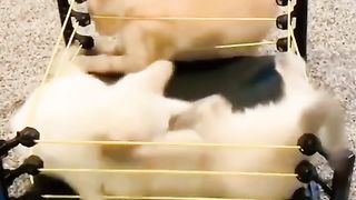 Cats wrestling