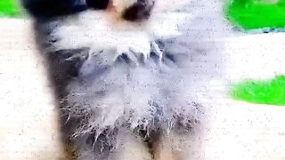 Cute Dog video #video #viral #short