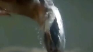 Clever Bird , Cute Bird 2023