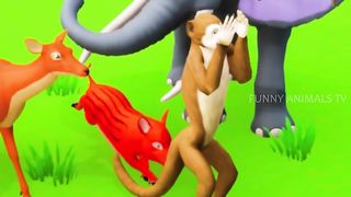 Monkey funny video
