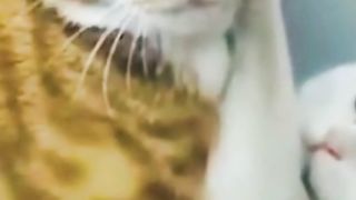 Cat love ???????? video