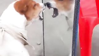Funny dog