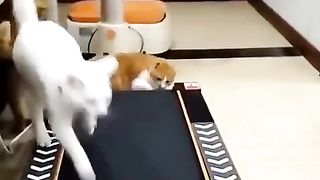 Funny Cat Treadmill