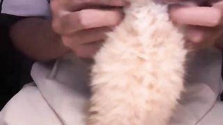dancing cat