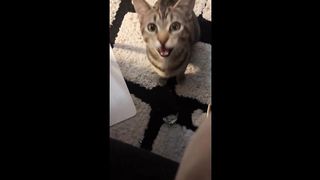 Cat finds $1 bill, proudly brings it to owner #