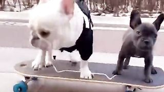 dog fun