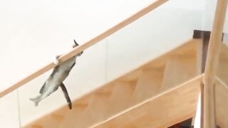 Funny cats completion videos.