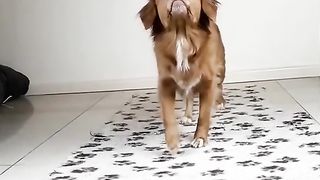 Funny dog
