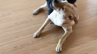 cat_dog_lovers Cute fight ????????????????????????????????????
