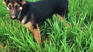 beautiful dog