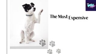 Top 5 The Most Expensive Dog Breeds in the World