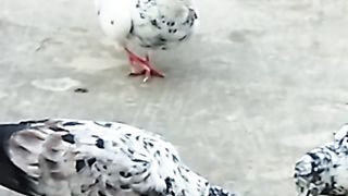 Kalabaz pigeon's