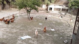 Poultry farming | business | poultry business #razaqrao