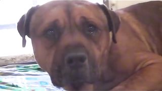 this dog was betrayed by the owner, there was no limit to her disappointment.