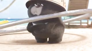 Funny videos from Tik Tok
