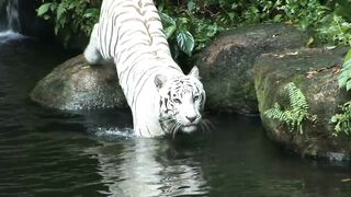 Beautiful Tiger.