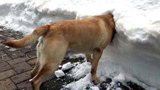 Funny Animal Videos 2023 ???? - Funniest Cats And Dogs Video ????