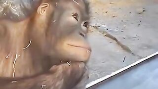 magic to monkey