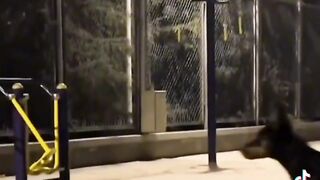 Smart animals, try not to laugh