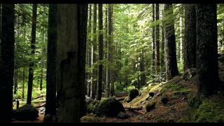 Morning Meditation, Inner Peace Music, Positive Energy, Yoga Music