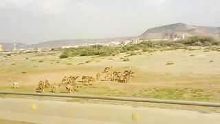 Traveling To Madina