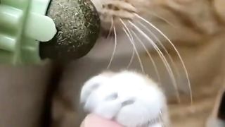 Funny Cats-Funniest Cats ???? Shorts 2023 #shorts