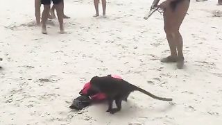 Monkey Fun