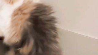Sooo cuteeee funny cat make a fun
