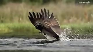 Bird hunting