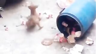 monkey vs dog fighting