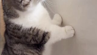 Too So cute funny cats making a fun completion video