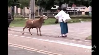 Animal Thug Life Compilation