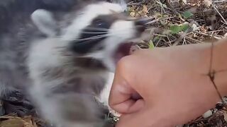 When animals attack humans PART 1_ Raccoon edition - Funny animal