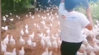Animal Compilation