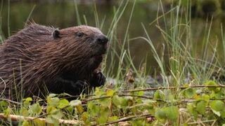 BEAVERS!