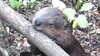 Beaver chews through tree limb_ close up footage_ See how beavers do it!