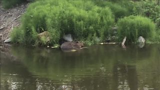 Beaver Compilation from Resurrection Creek Valley, Alaska