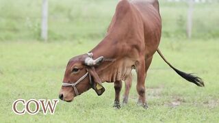 Cow Horse elephant goat hippopotamus cock buffalo tiger lion monkey Domestic and wild animal sound.