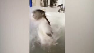 Funny Animal Videos 2023 ???? - Funniest Cats And Dogs Video ????????