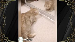 how cats and dogs-funny cat and dogs compilation 2023