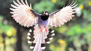 Beautifull Bird