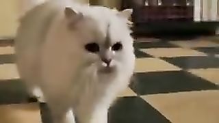 Nice  funny video