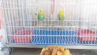 Miniature crispy potato chips recipe