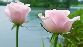 Islamic video|#shorts#viral#islam