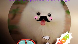 Kids pets , Cute puppies dogs , cute Dogs and cats, Funny dogs and cats video