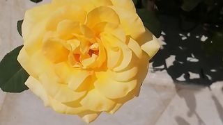 Rose is the king of all flowers