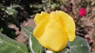 Yellow Flowers a classic and romantic