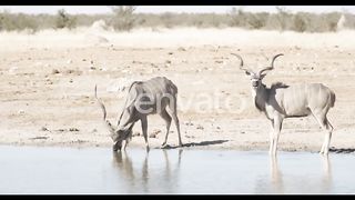 Animals at Waterhole