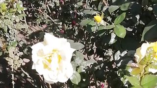 White flowers  Symbol of Peace