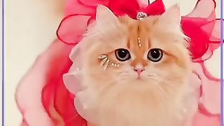 Cute cat ramp walking